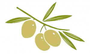 branche d'olives vertes